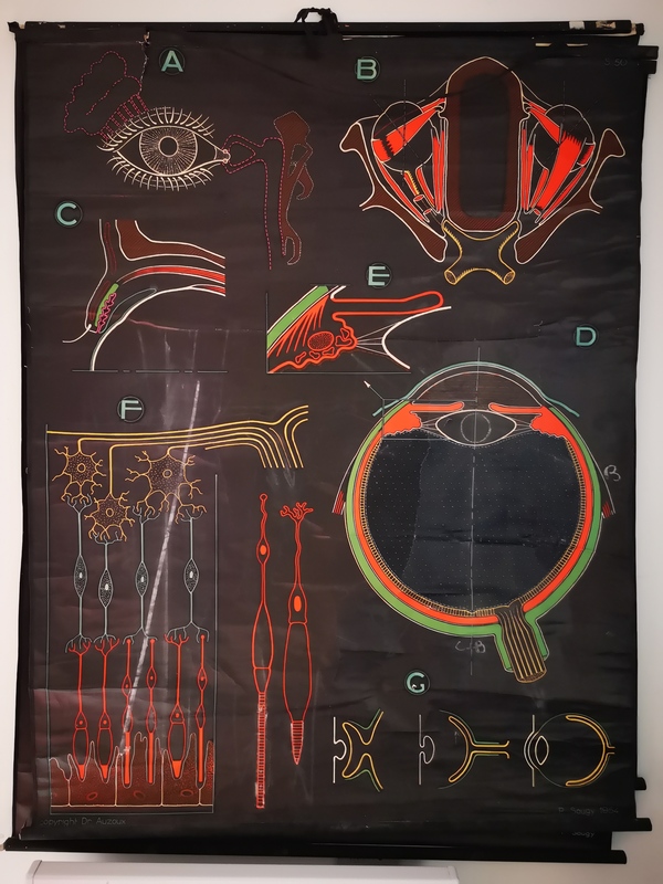 Auzoux L'oeil poster