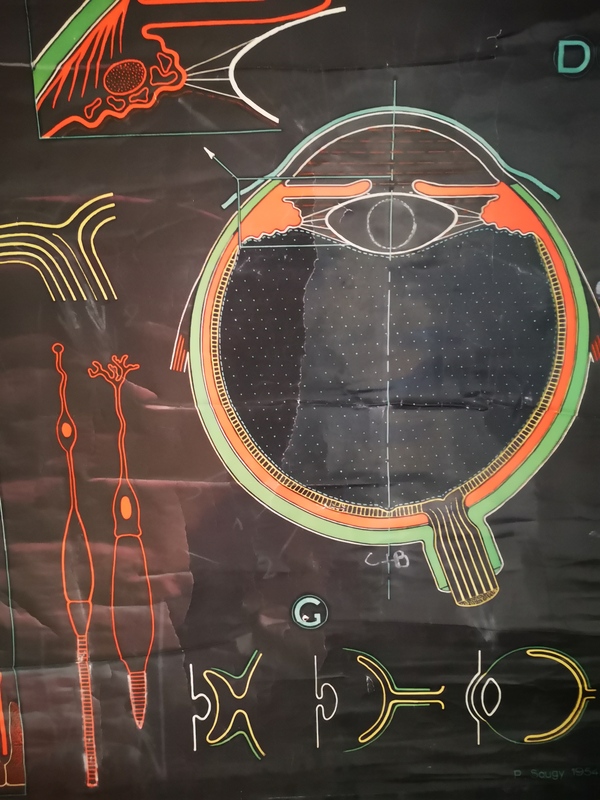 Auzoux L'oeil poster