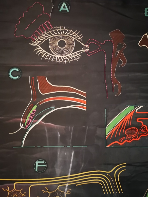 Auzoux L'oeil poster