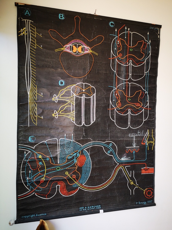 Poster Auzoux the spinal cord