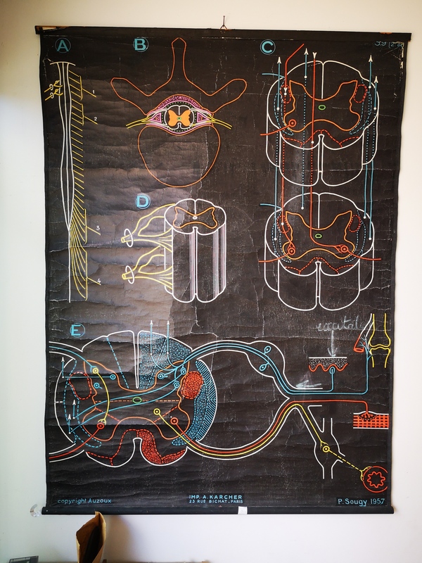 Poster Auzoux the spinal cord