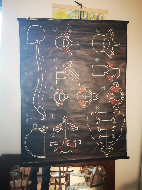 Poster Auzoux the vertebrae