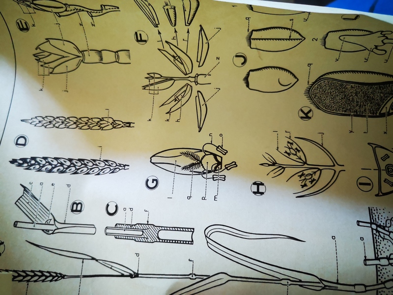 Dr Auzoux wheat poster