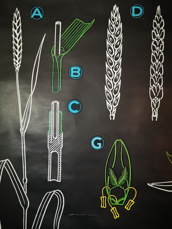 Dr Auzoux wheat poster