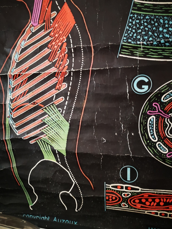 Poster backed on the 1950s - the respiratory system