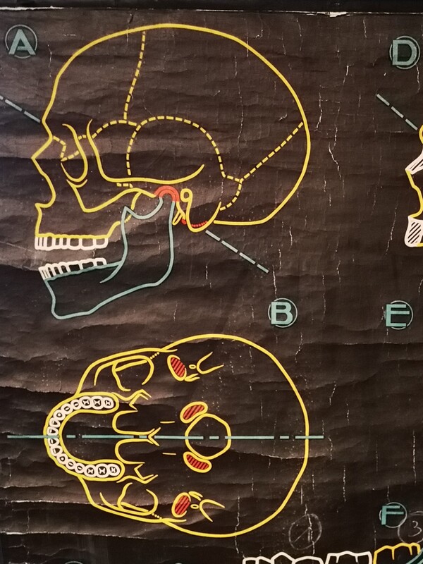 Dr Auzoux school poster - Paul Sougy