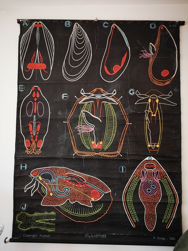 Dr Auzoux school poster - Paul Sougy