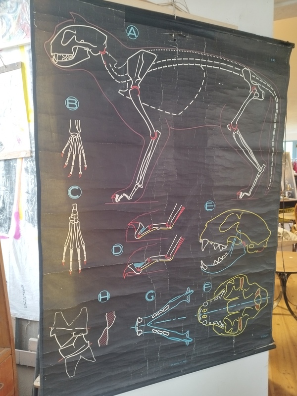 Posters P. Sougy Docteur Auzoux 1950s 