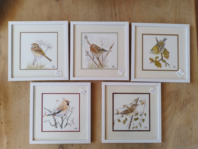 Naturalist watercolors of garden birds