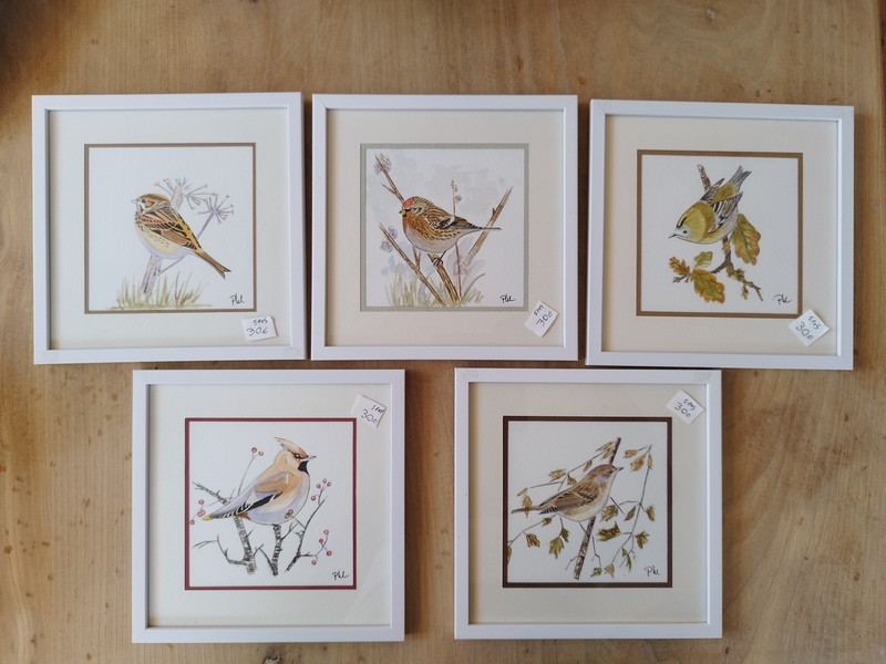 Naturalist watercolors of garden birds