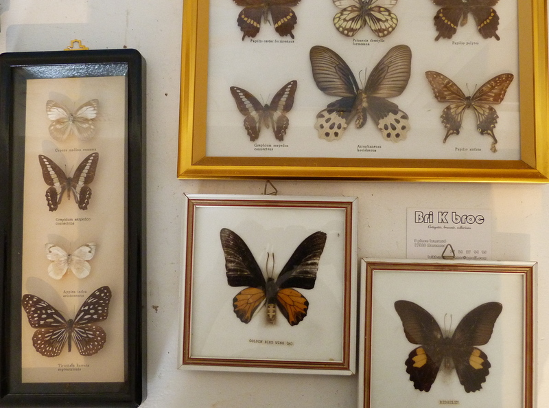 Butterfly collection