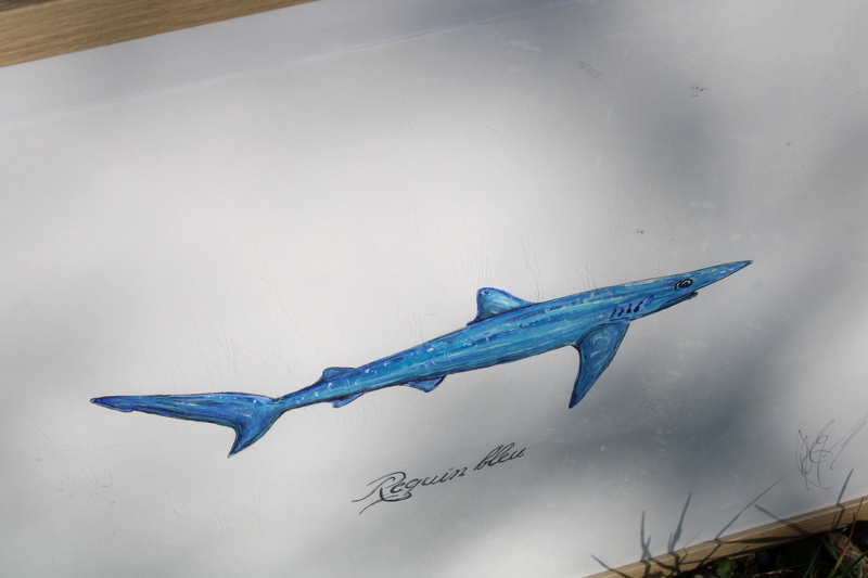 Naturalist framework 2024 