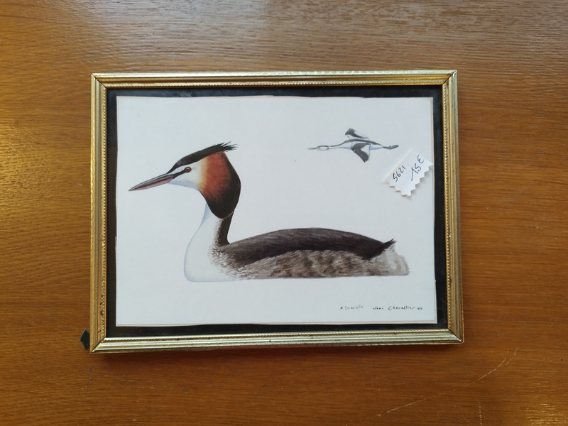 Naturalist bird setting 