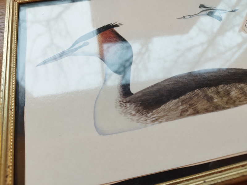 Naturalist bird setting 