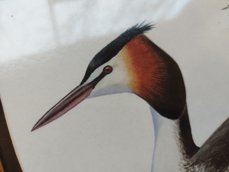 Naturalist bird setting 