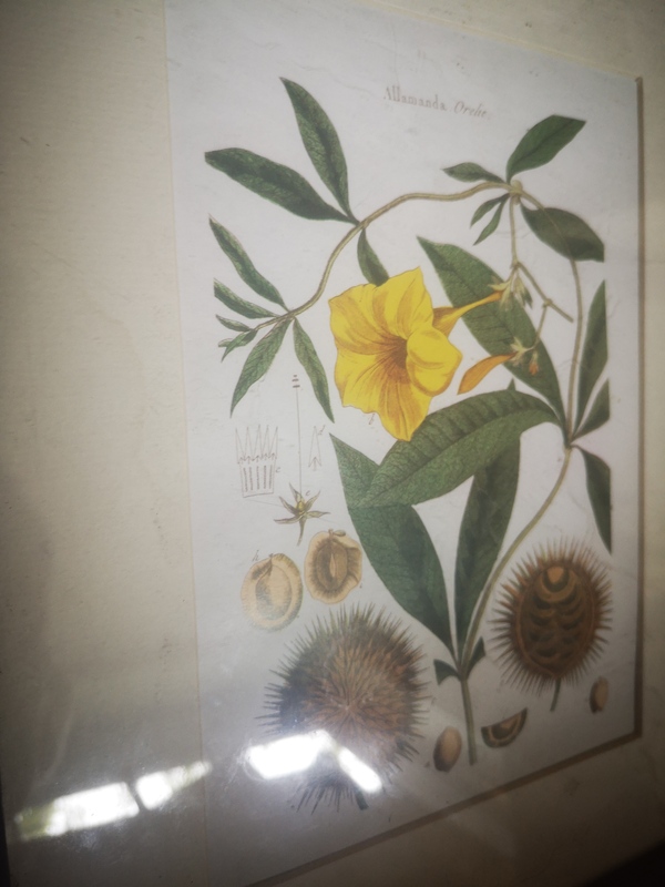 frame vintage engraving plant