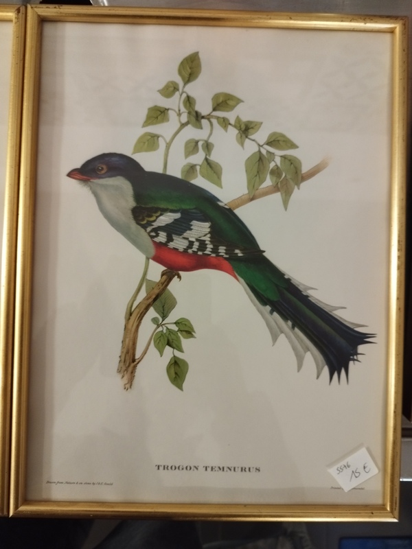 Tropical Bird Frames 20th Century