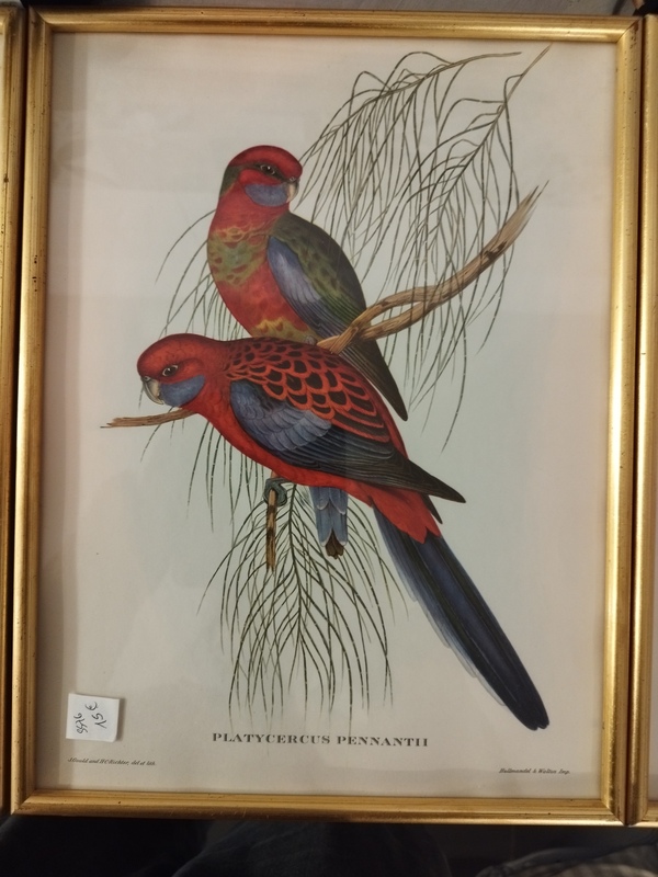 Tropical Bird Frames 20th Century