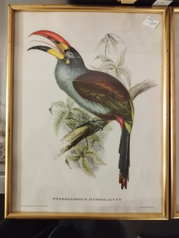 Tropical Bird Frames 20th Century