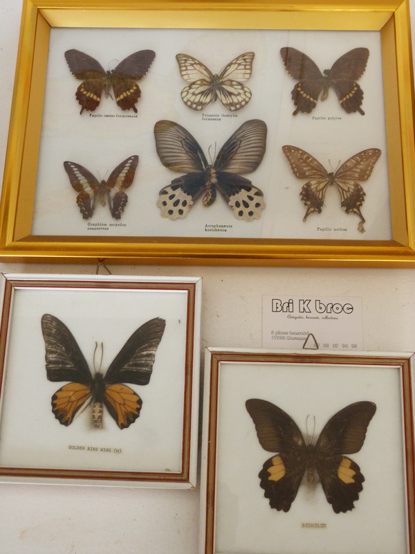 Butterfly collection