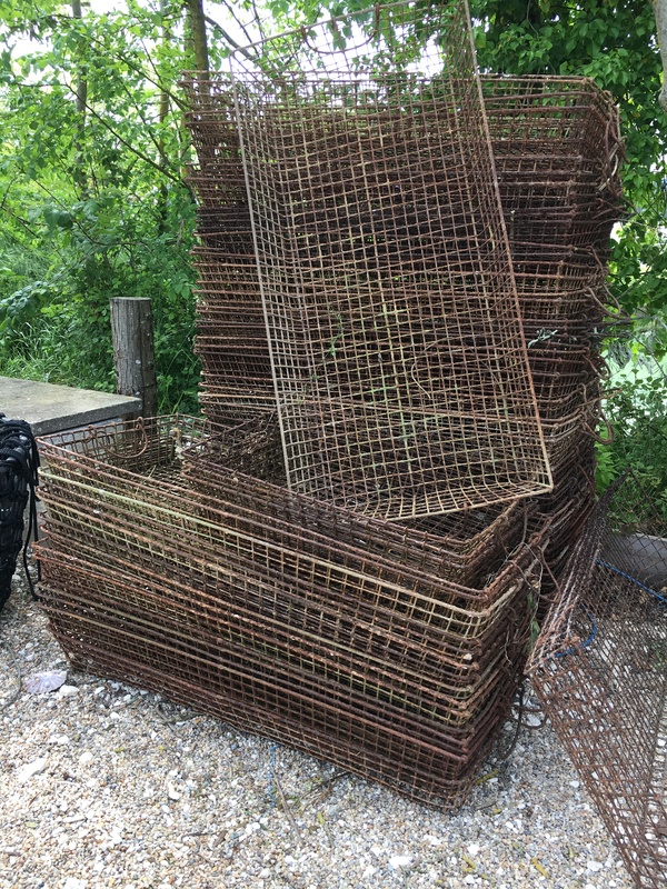 Large manes of clear shoots