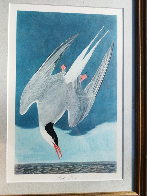 Arctic Tern Lithograph 20th Century
