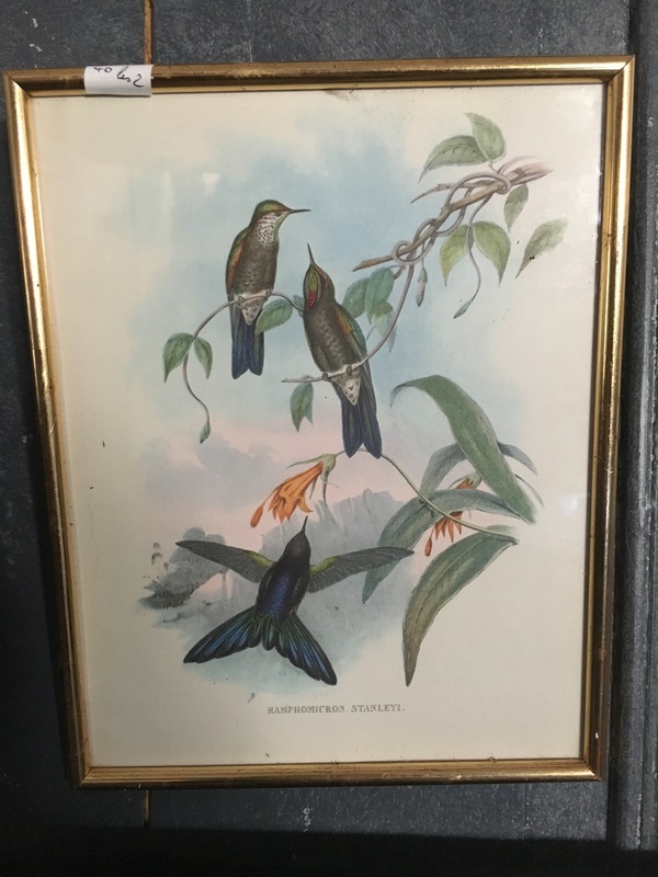 Ornithology lithographs