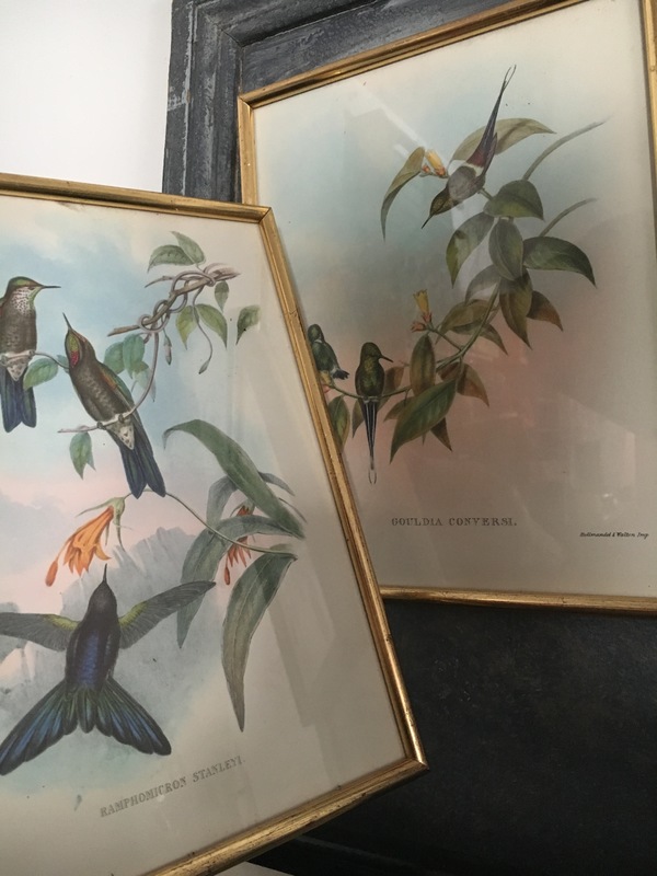 Ornithology lithographs