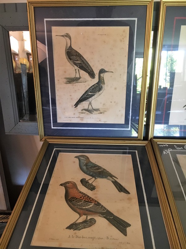 LOT Old lithography ornithology