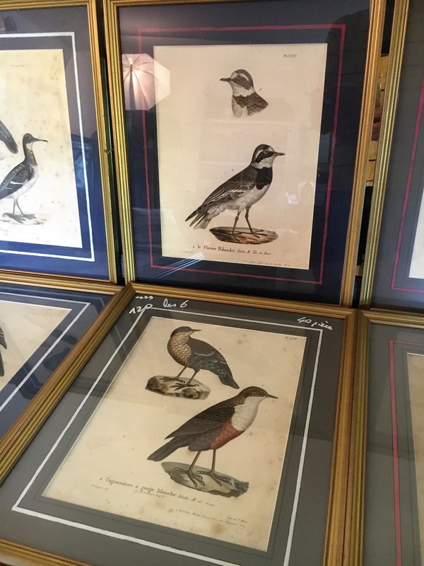 LOT Old lithography ornithology