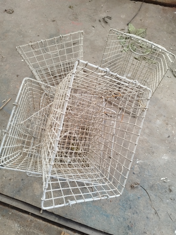 Old galvanized oyster shells