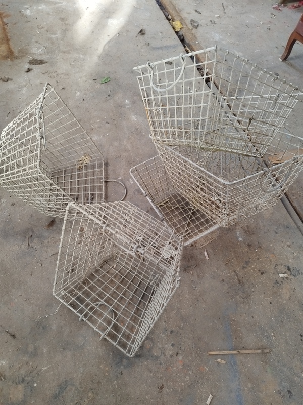 Old galvanized oyster shells