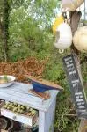 20th Century Old Pond Sailboat 