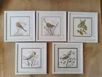 Naturalist watercolors of garden birds