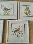 Naturalist watercolors of garden birds
