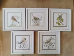 Naturalist watercolors of garden birds