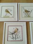Naturalist watercolors of garden birds