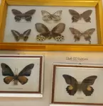 Butterfly collection