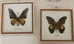 Butterfly collection