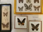 Butterfly collection