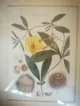 frame vintage engraving plant