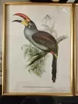 Tropical Bird Frames 20th Century