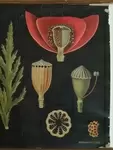 Canvas botanical sheet - the poppy