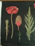 Canvas botanical sheet - the poppy