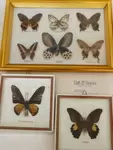 Butterfly collection