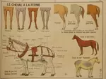 Cows and horses school poster