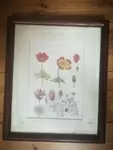 Frame old naturalist engraving Anemone