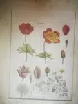 Cadre ancien gravure naturaliste Anémone