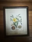 frame vintage engraving plant