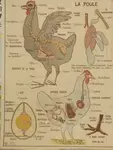 Hen and reptiles school poster